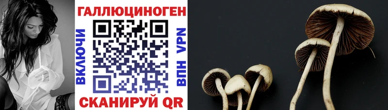 маркетплейс наркотические препараты Ак-Довурак Псилоцибиновые грибы GOLDEN TEACHER
